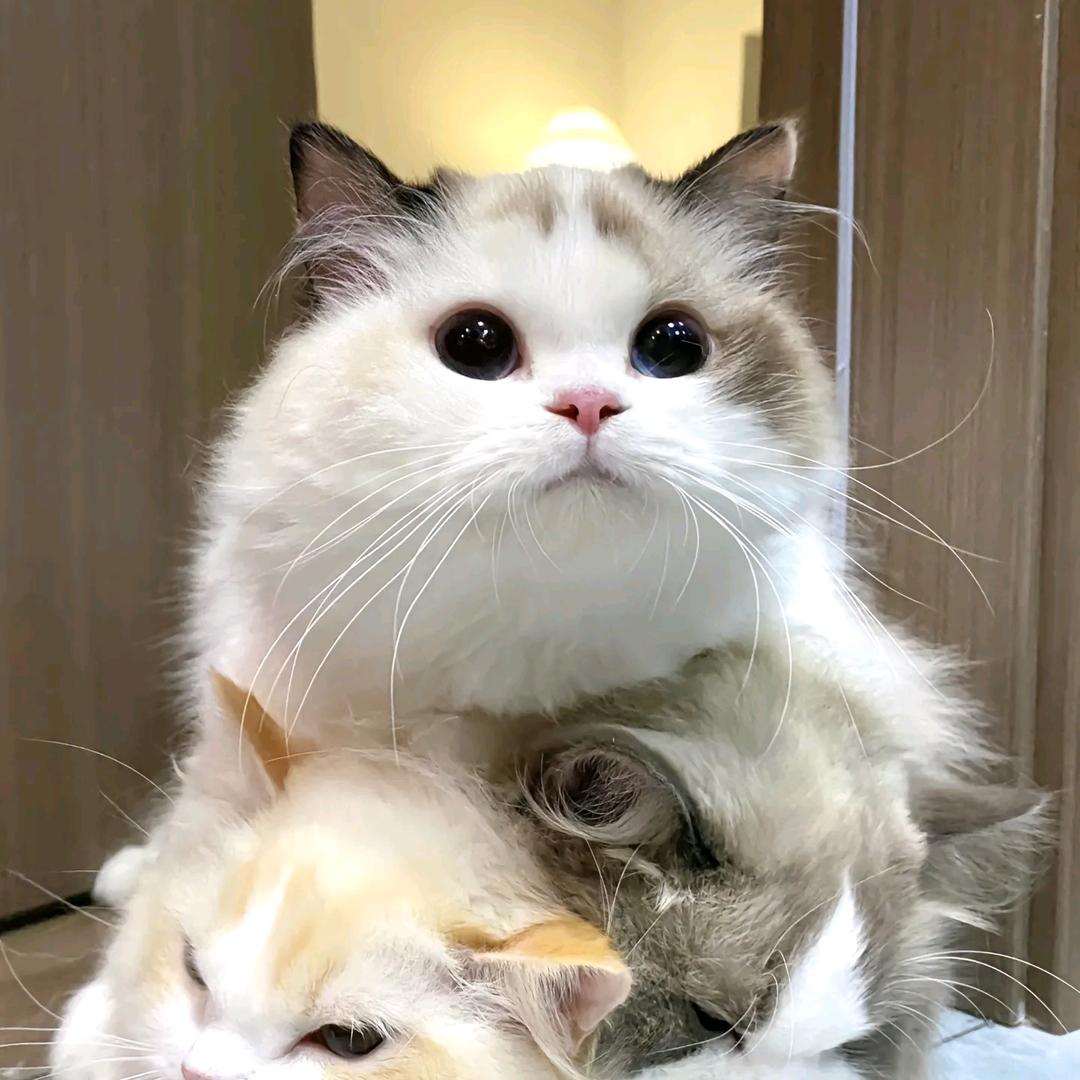 沙。