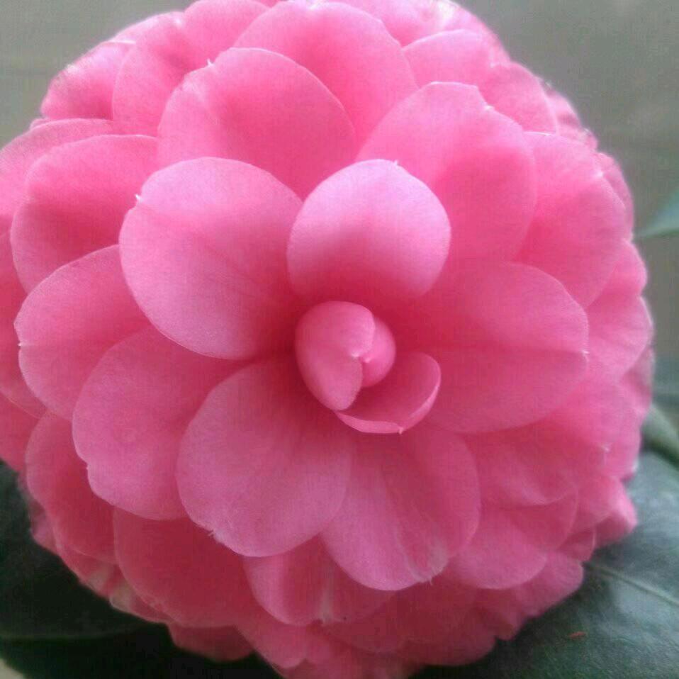 山茶花