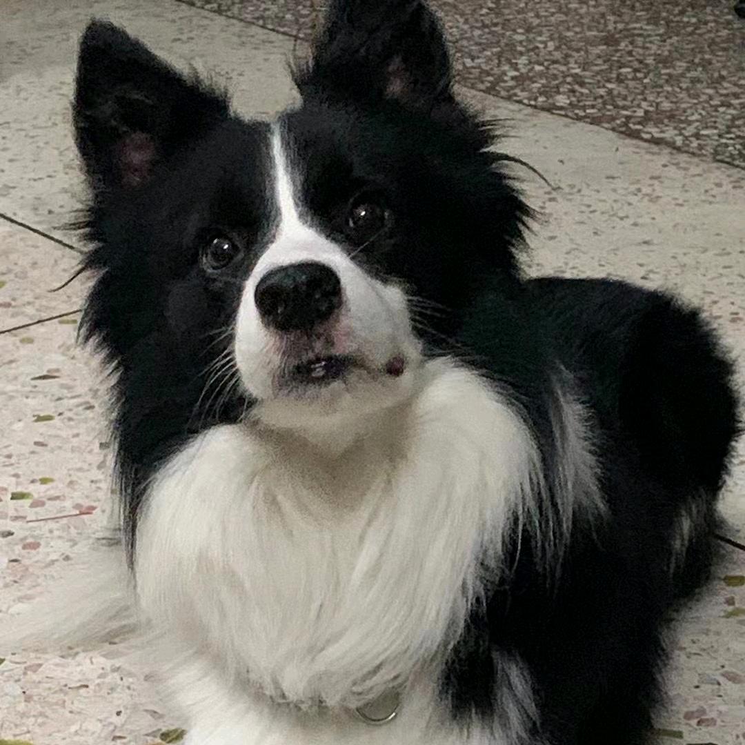 阿苏宠物日常（捡漏推荐版）