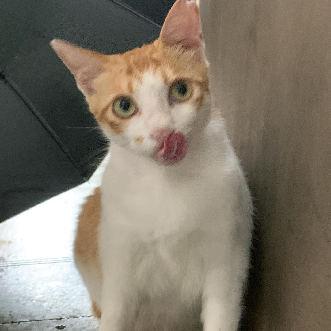 嘞哈好我系小鱼