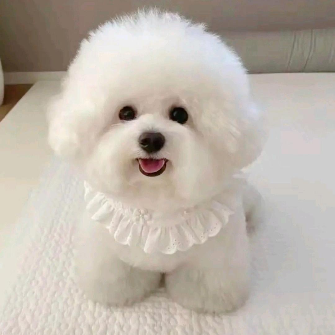 毛孩子《衣食住行》