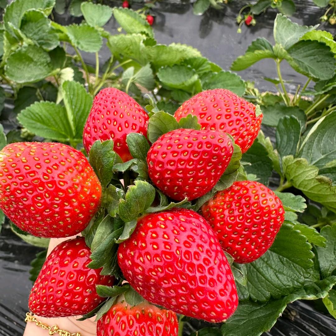 鑫浮果树苗木专营店授权