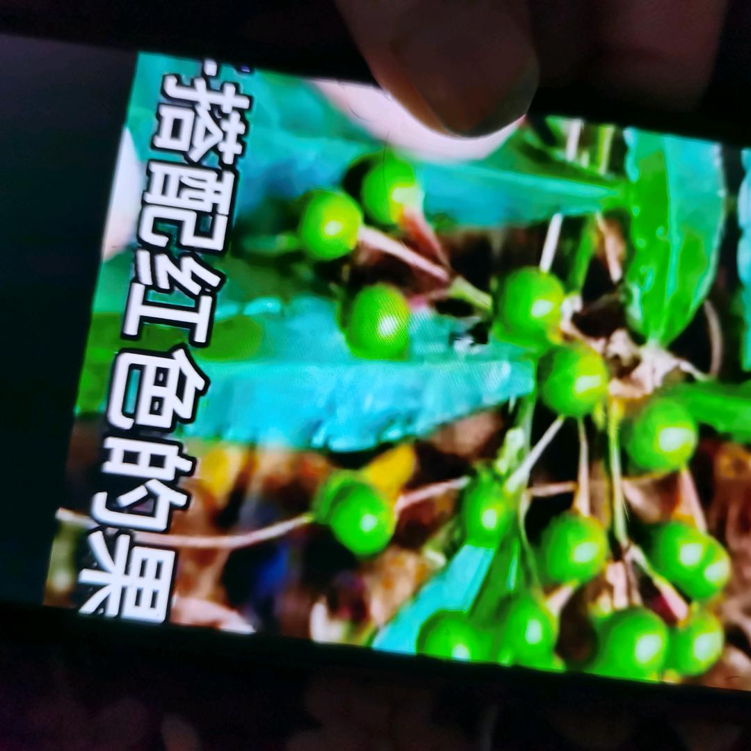单身歌