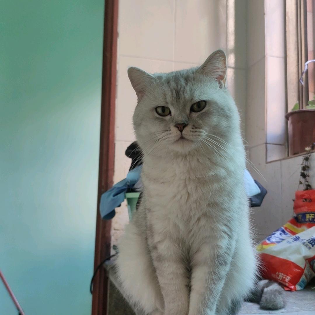 大狗大