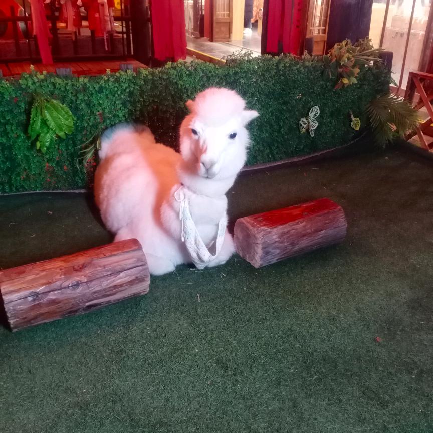 优雅漫步