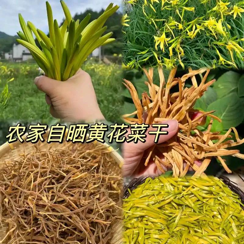 黄花菜源头供应链