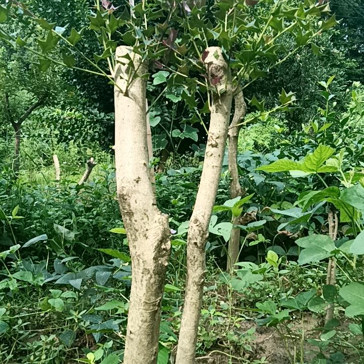 阿华
