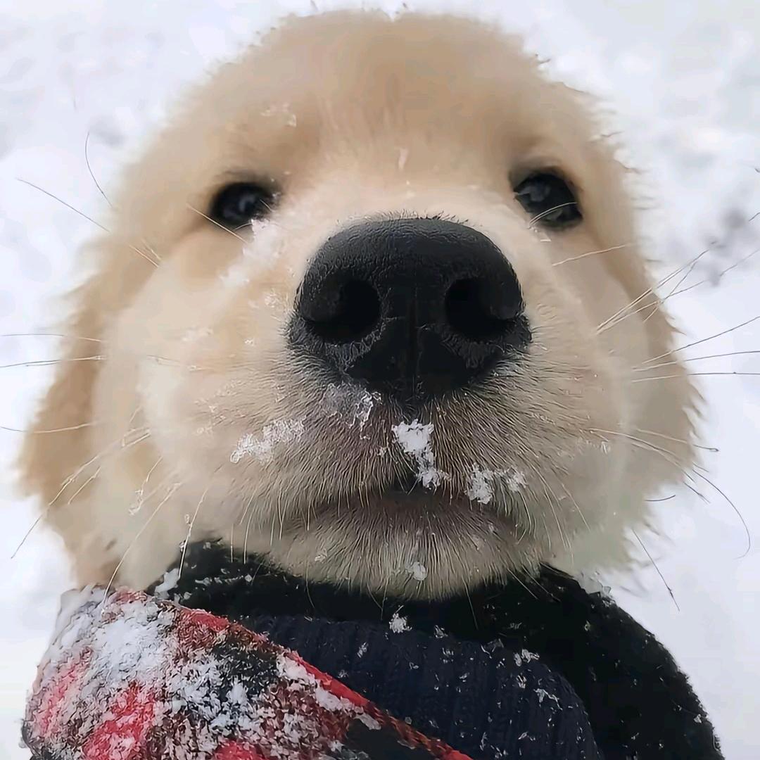 yang