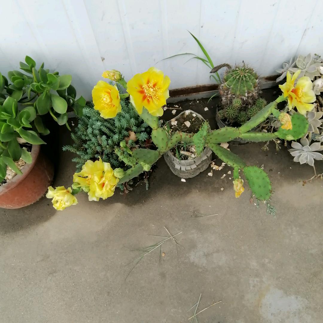 芳芳