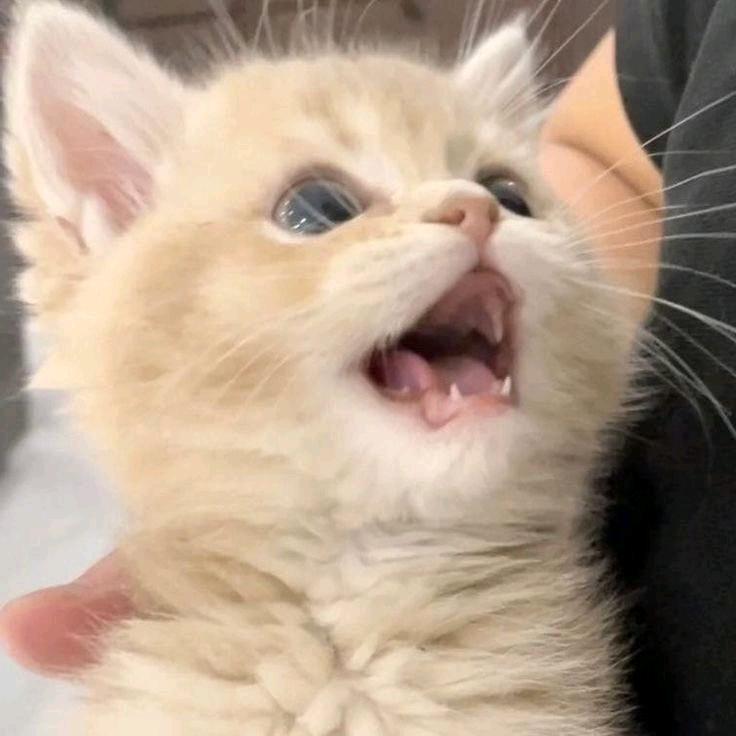 山竹碎碎念（睡衣版）