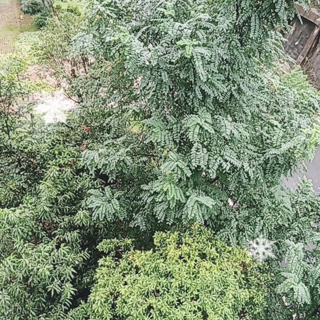 花花草草