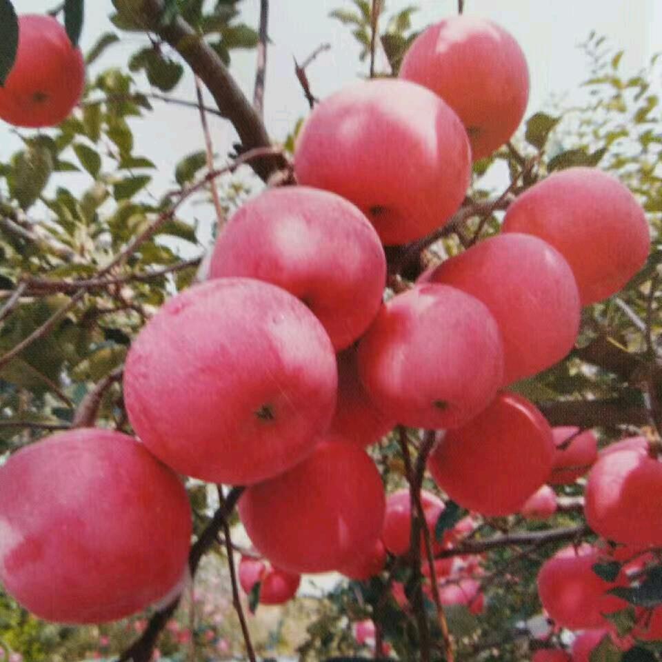 俗俗