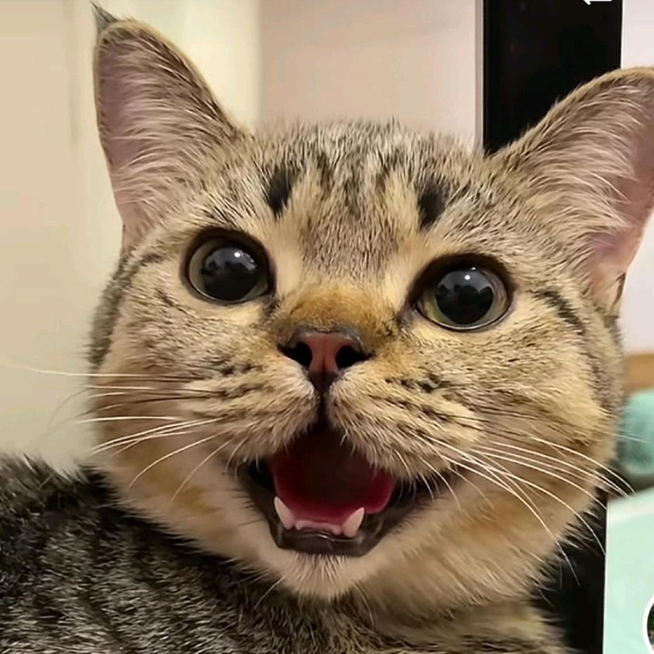 深巷醉狸🐯