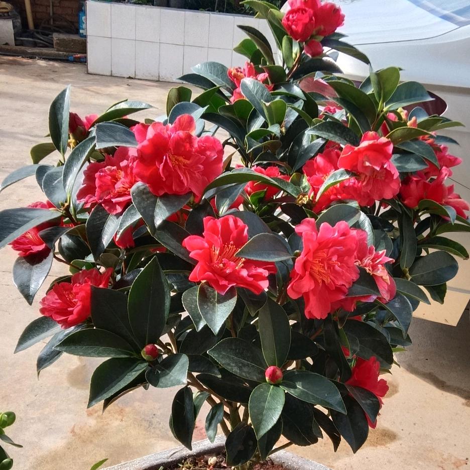 半颗糖甜到忧伤