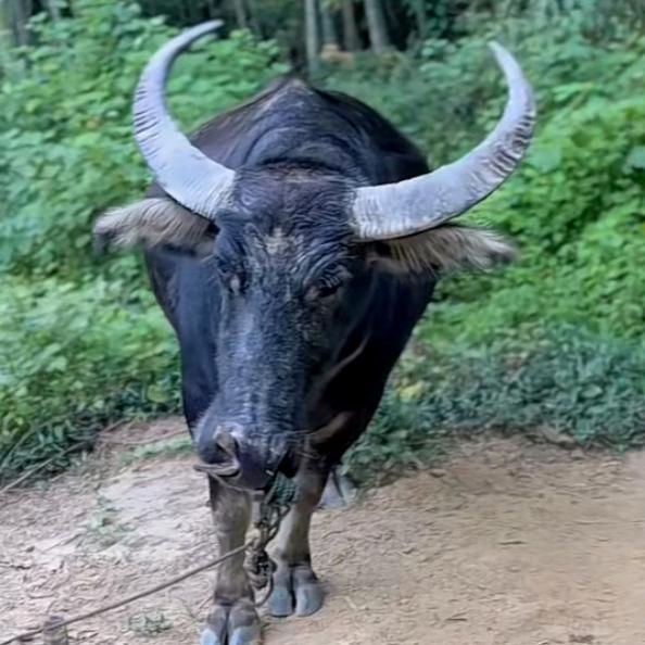 兴化顾庄瓜哥牛肉