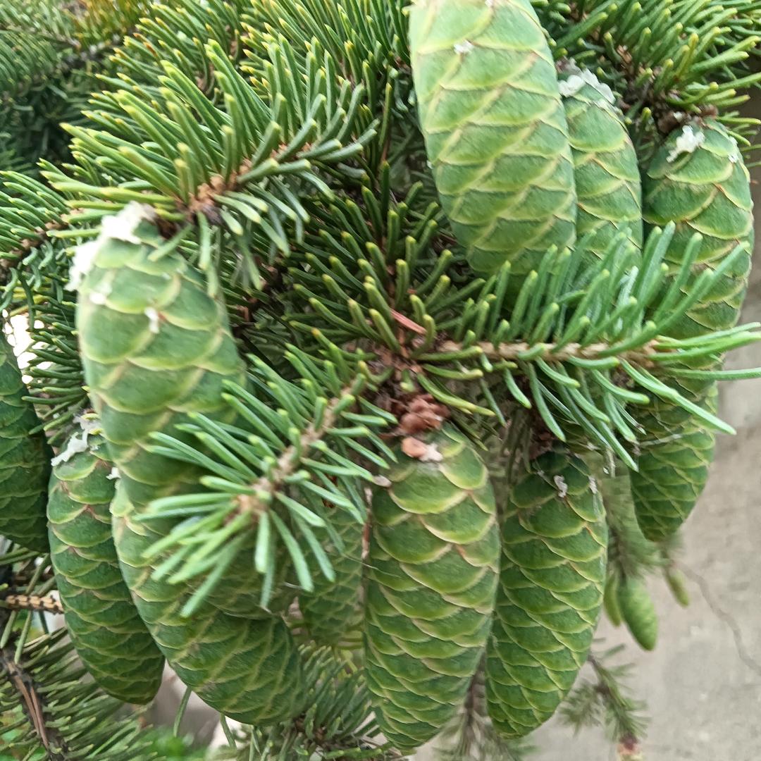骑盘屁蛇盘劲爆