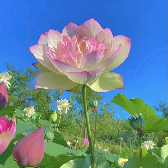 小喇叭111