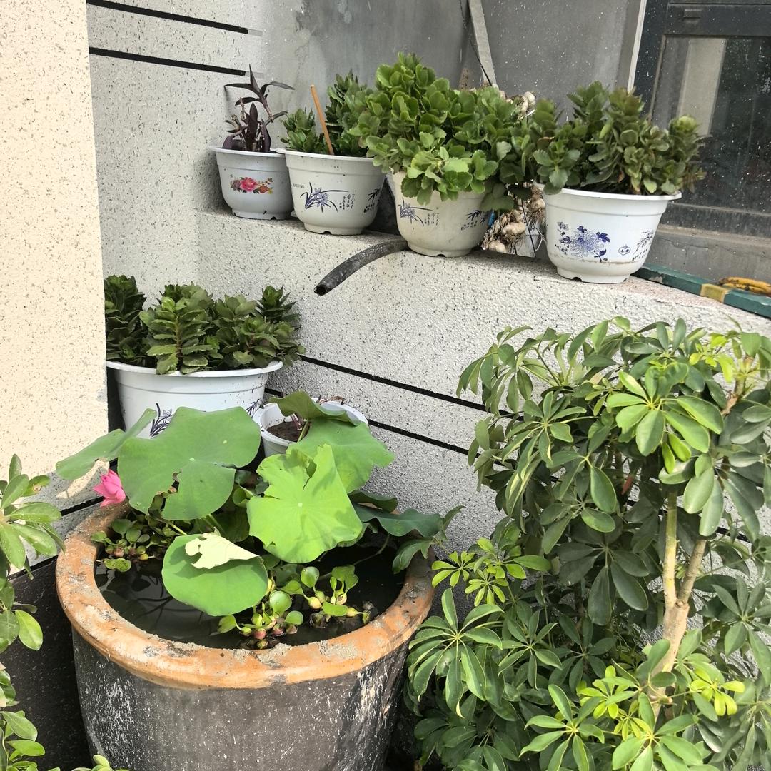 脚手架租赁，平台车出租