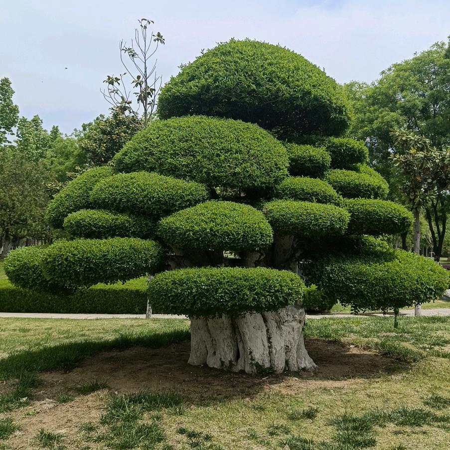 李红英