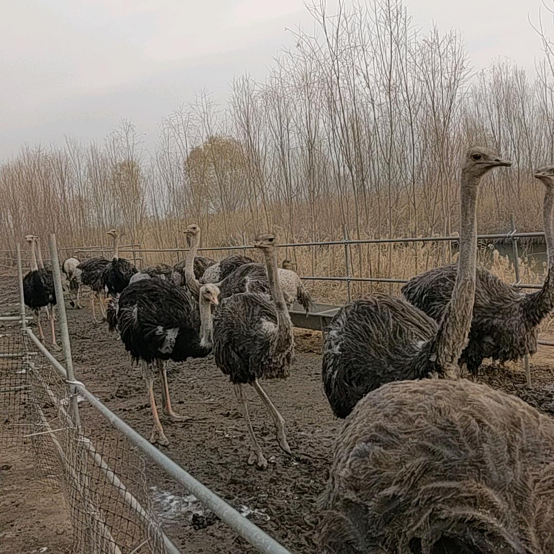菏泽彦瑞鸵鸟养殖
