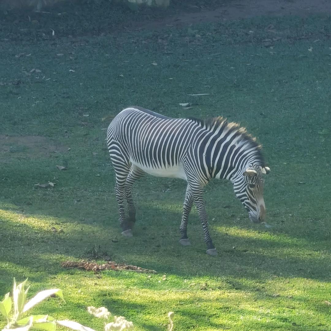 笑着伪装我不顾