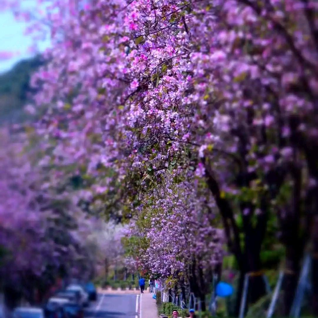 志芳家政服务部