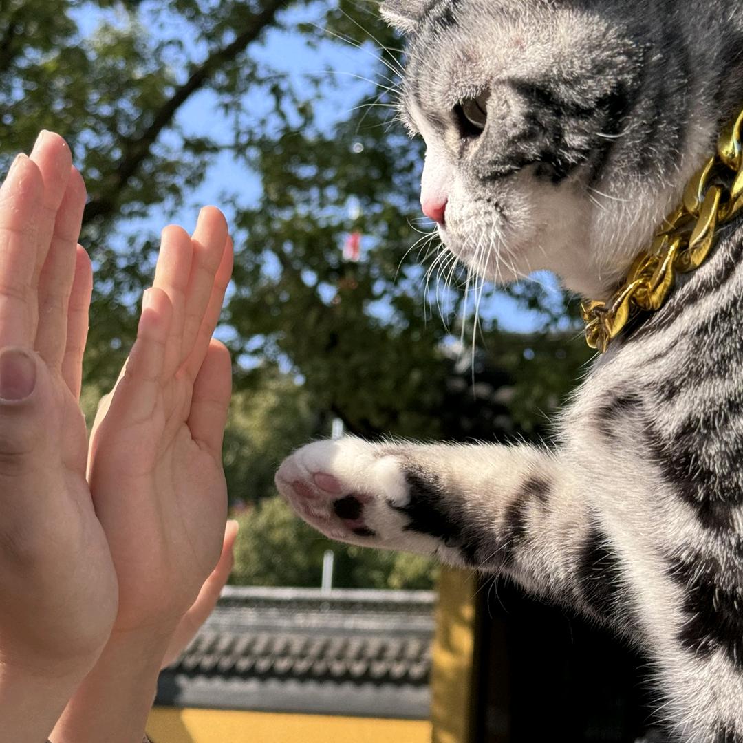 击掌猫糖豆