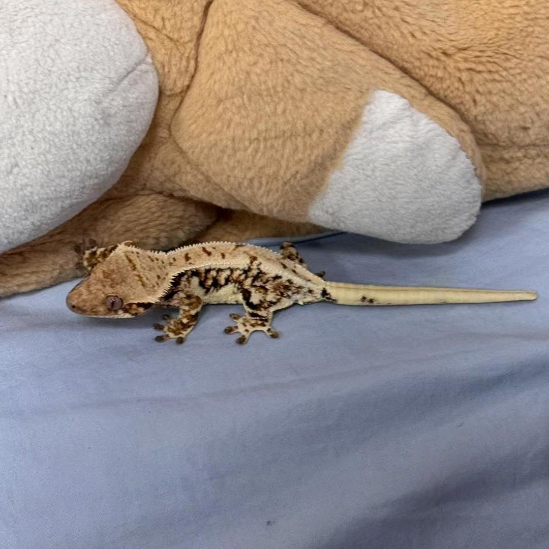 ໒꒰ྀི ๑ᵔ ᵕ ᵔ๑ ꒱ྀིა