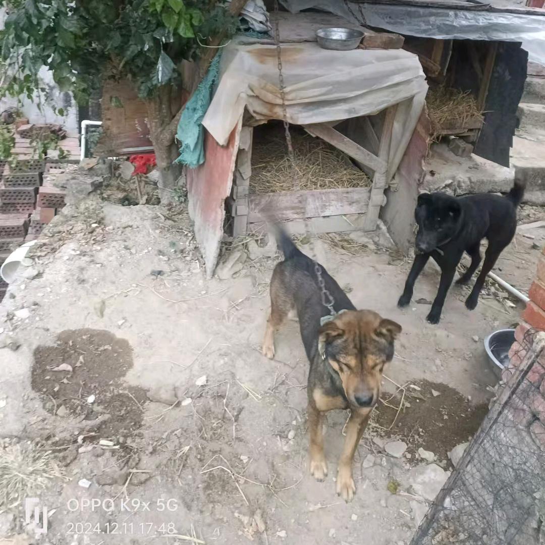 爱玩猎犬的00后