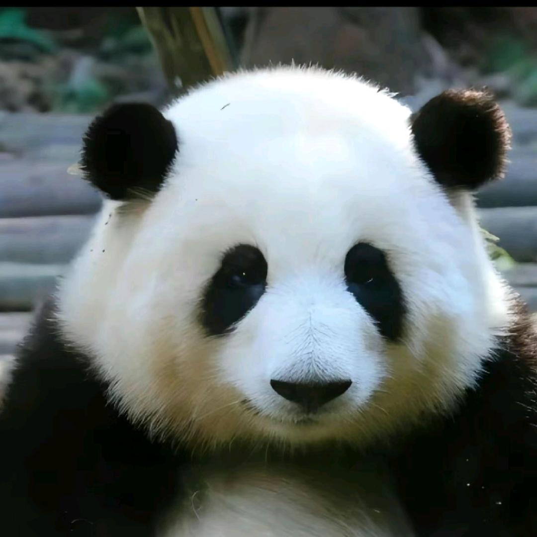 鹤仙森