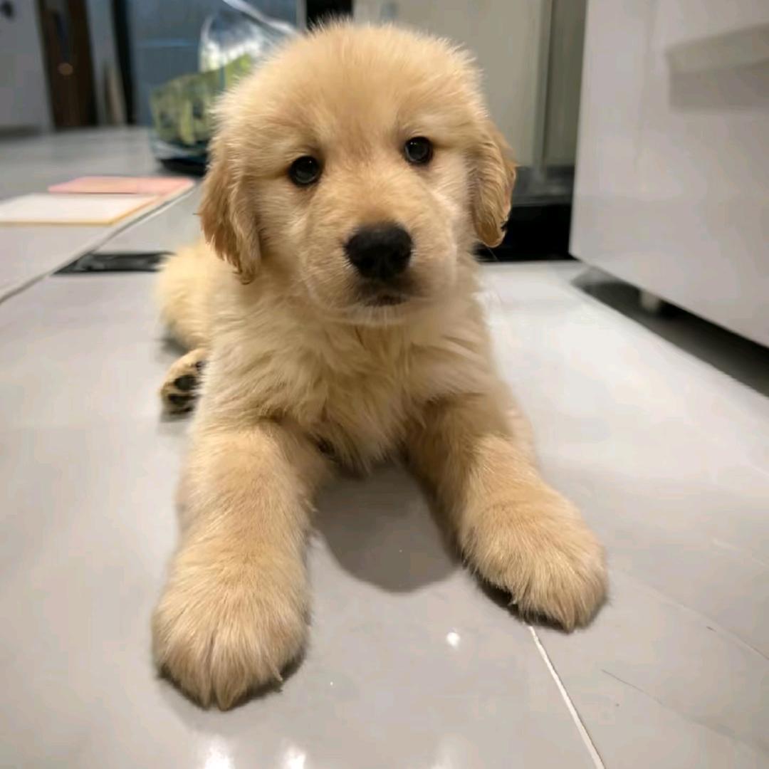 李察
