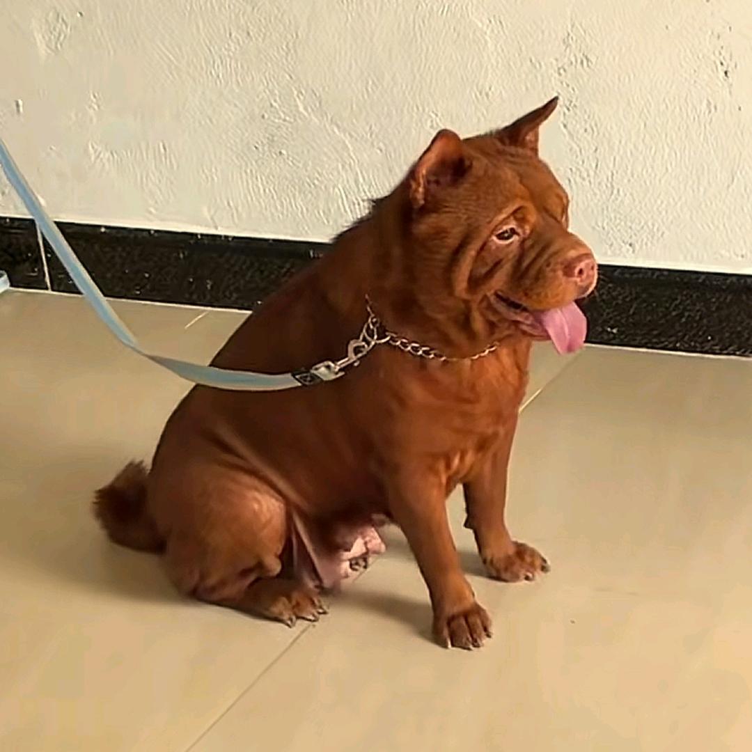 五红犬爱好者