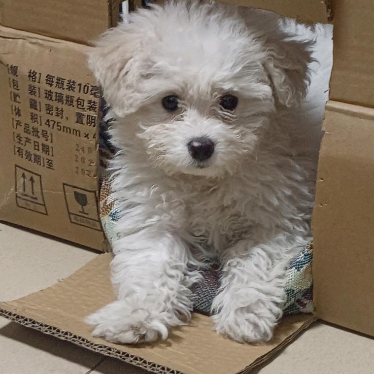 挑战涨粉一千