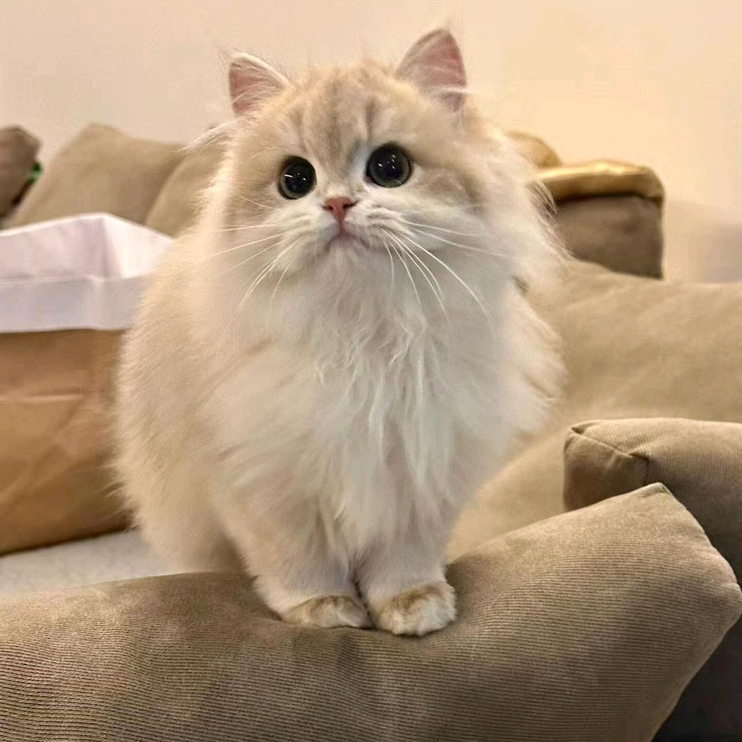 小猫爱睡觉
