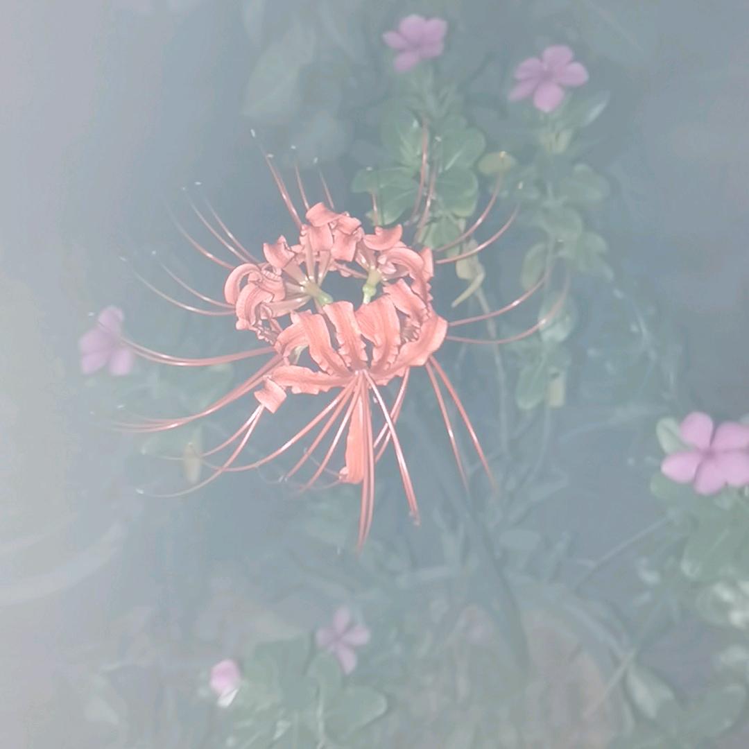 曼特