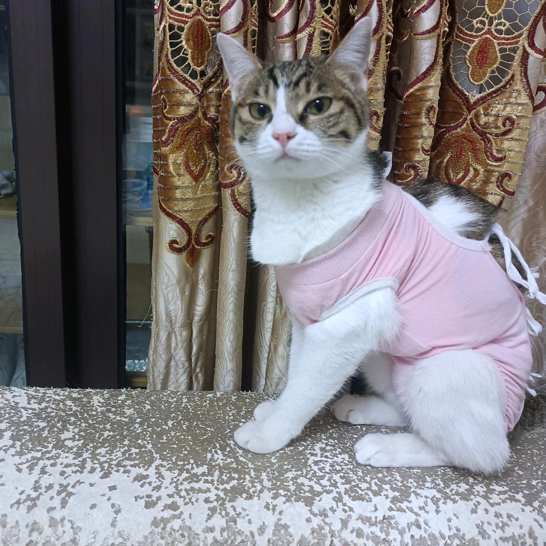 二宝是只喵