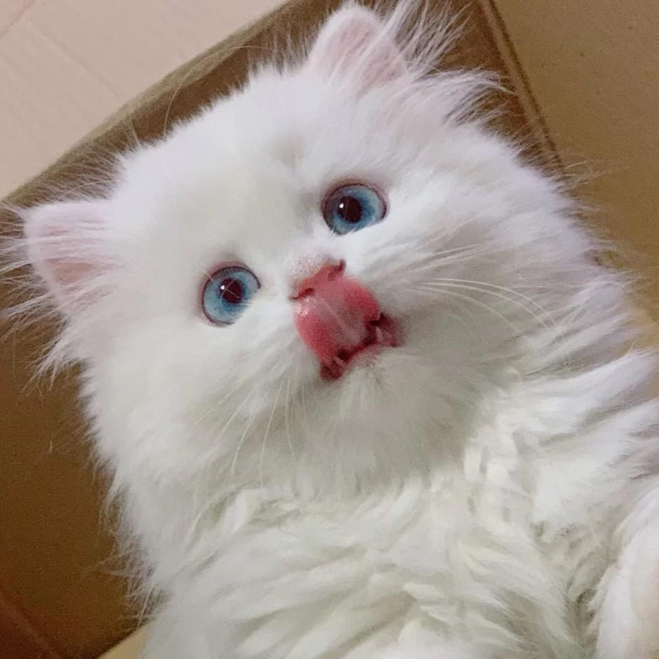 木偶假说