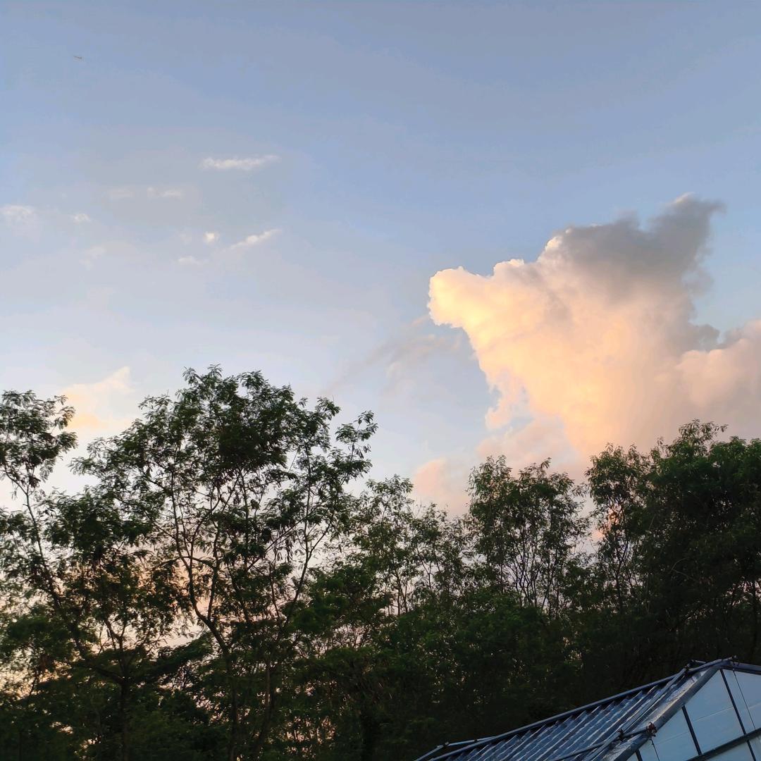 牢笼里面的仓鼠