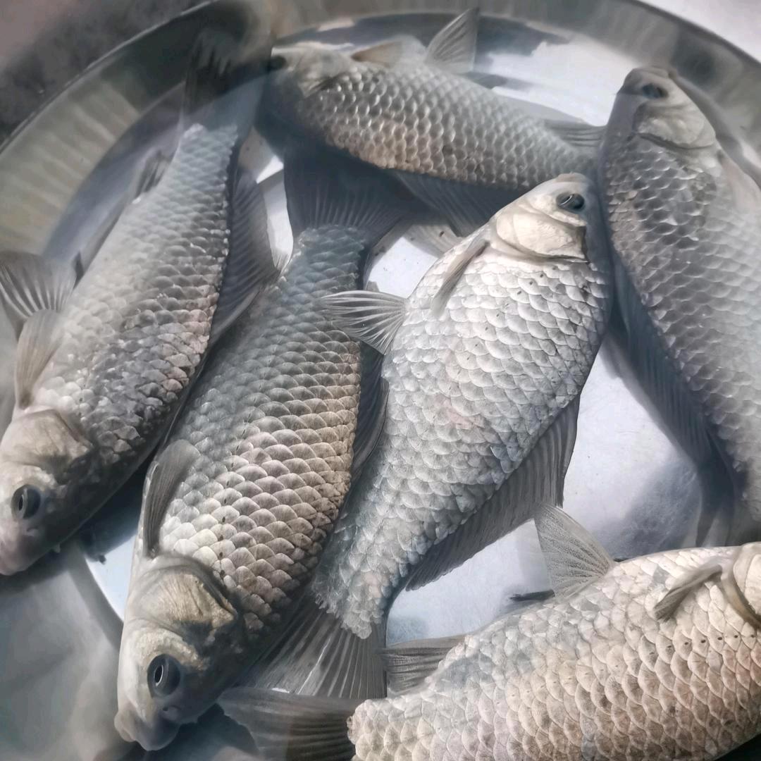 森林的狼