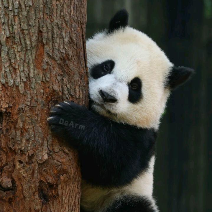 小熊🐻