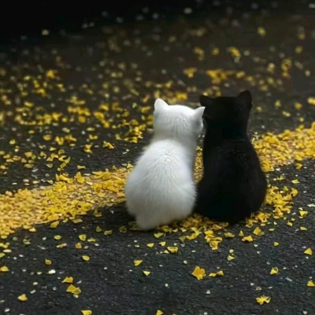 明月✨
