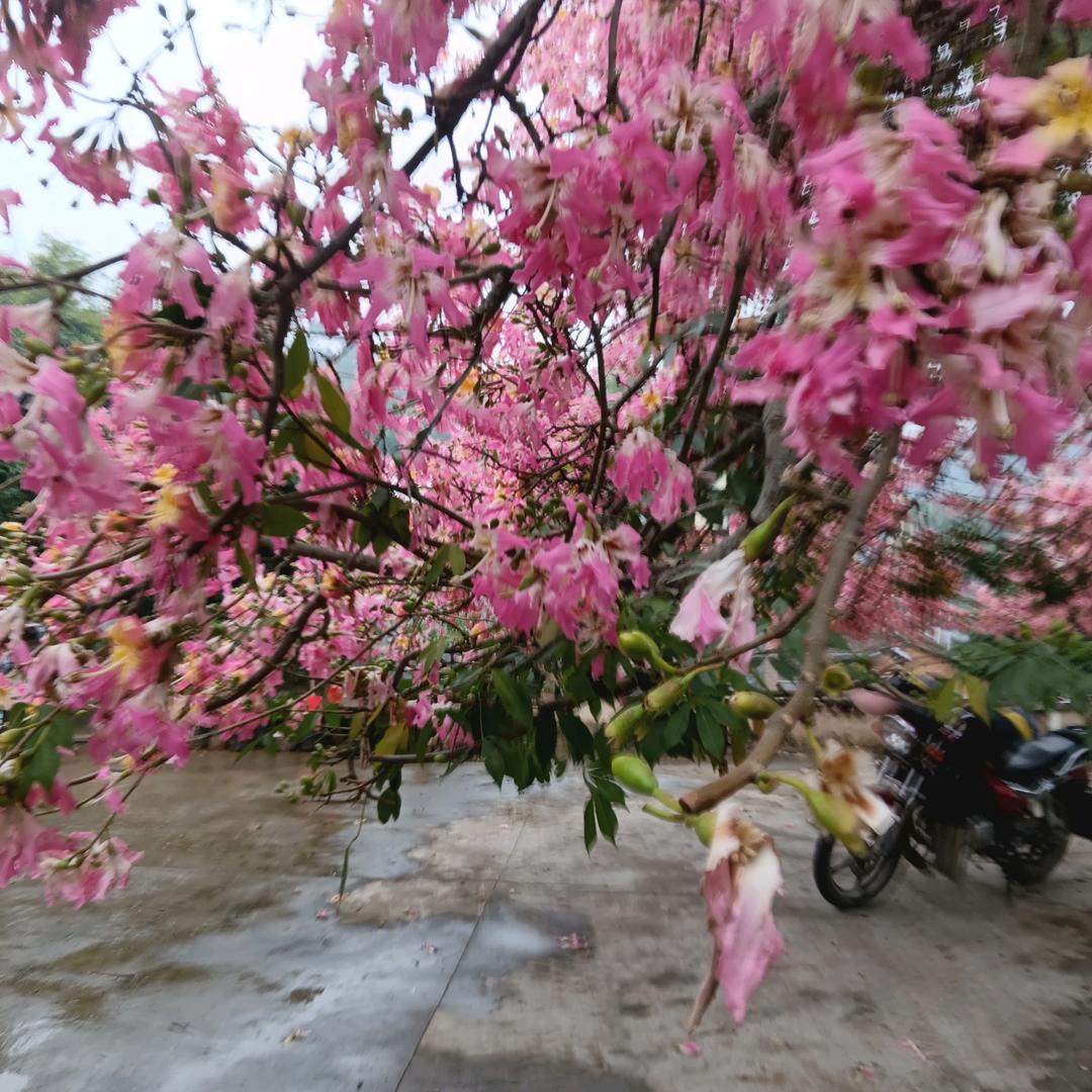 大胜
