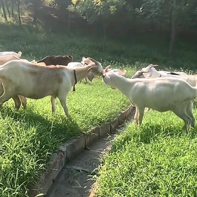 @牛羊养殖好物精选🐮