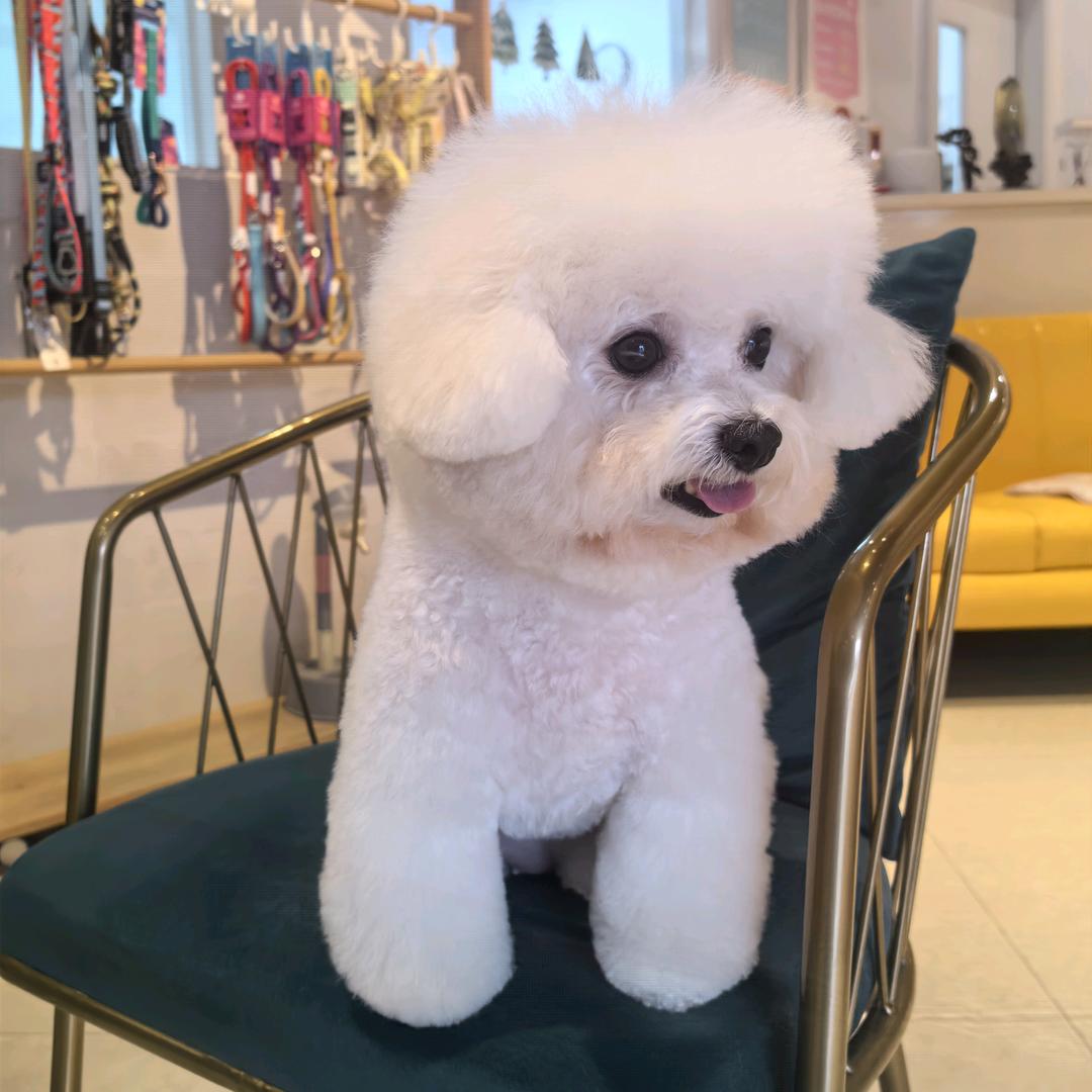 Jo姐是比熊(爆毛版)