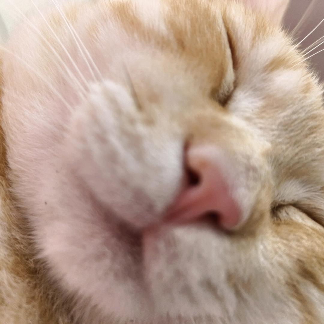 星星不眨眼头像