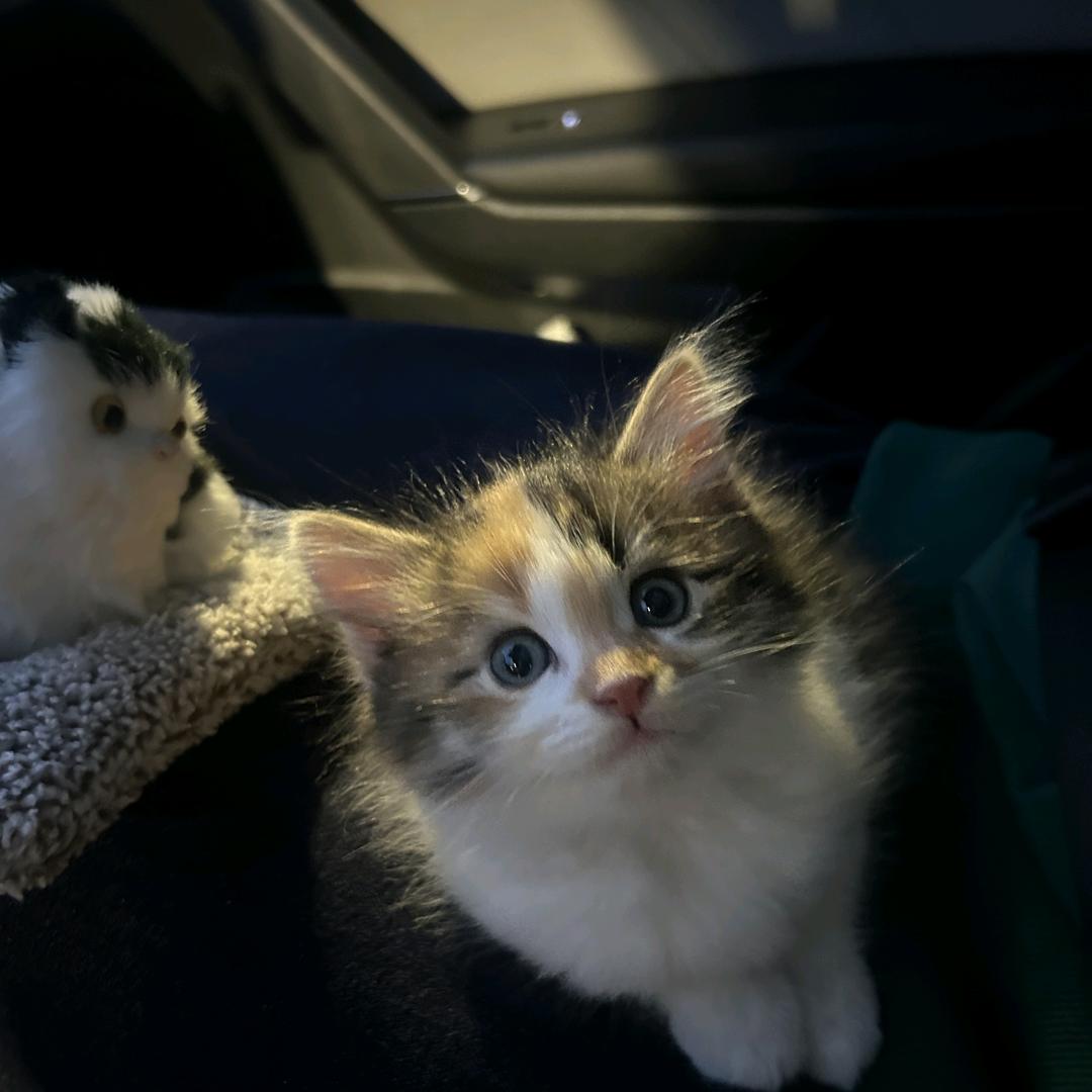 一只发疯的猫