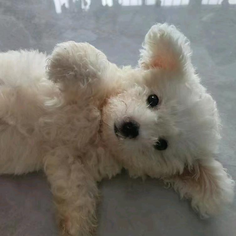 贩卖人间小可爱