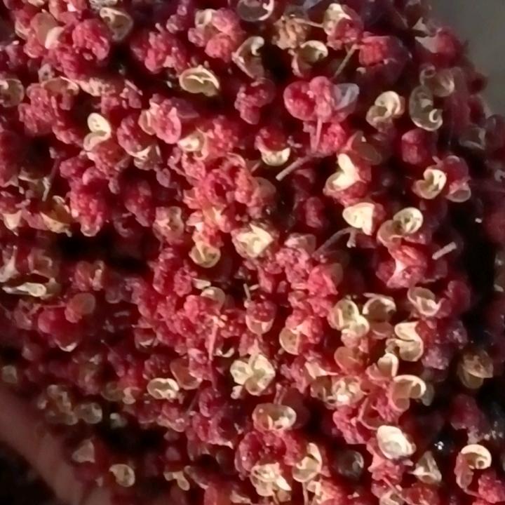 文县花椒产地直销