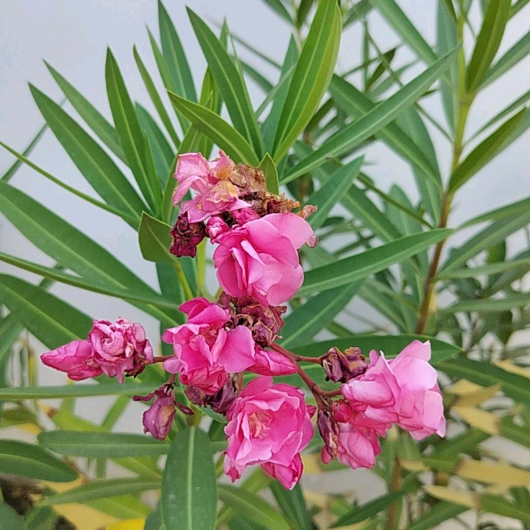 贤惠