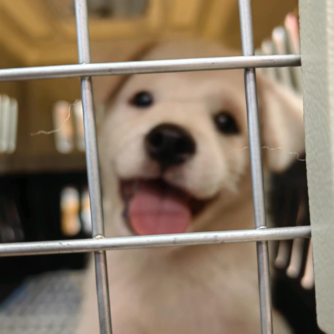 雨蝶（技术主播）